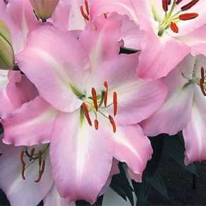 Лилия Энджой